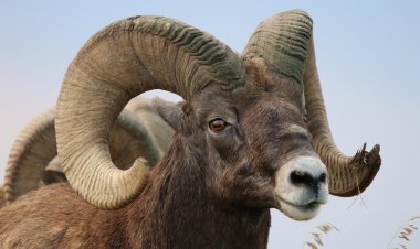 В США спасли толсторогого барана