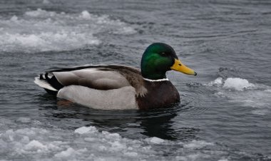 Үйректер Павлодарда неліктен қыстап қалды?
