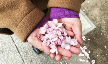 Японские власти отменят ежегодный праздник цветения сакуры