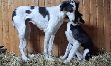 Павлодарские волонтёры беспокоятся за жизнь тазы среди бездомных собак