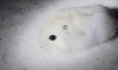 Белоснежный страж степи: джунгарский хомячок показался в павлодарском резервате