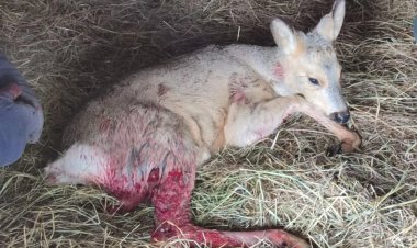 Павлодарда жараланған елік құтқарылды