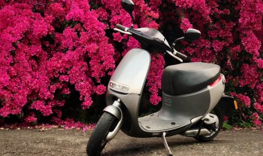 Вечнозелёное экозотическое растение адаптировали павлодарские школьники