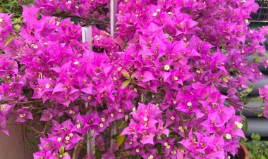 Вечнозелёное экозотическое растение адаптировали павлодарские школьники