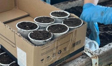 Железин ұстаздары мен оқушылары жасыл оазис қалыптастырды