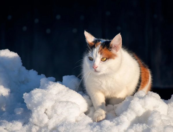 Снег с дождём ожидают в Павлодарской области 10 февраля