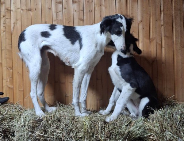 Павлодарлық еріктілер көше кезіп жүрген тазылардың тағдырына алаңдаулы