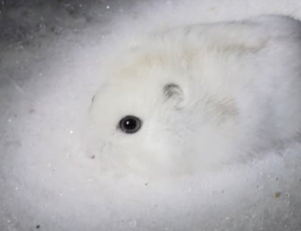 Белоснежный страж степи: джунгарский хомячок показался в павлодарском резервате