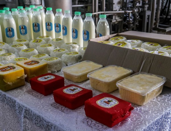 Успенде сүт зауыты жылына жүз тоннадан астам сүт өңдейді