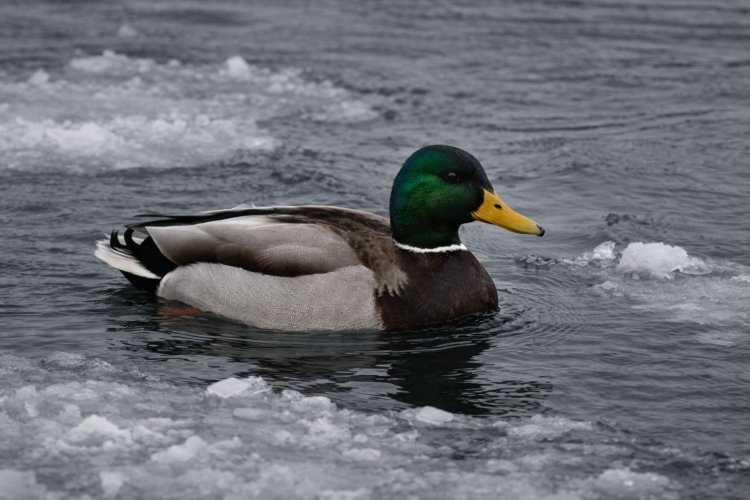 Үйректер Павлодарда неліктен қыстап қалды?
