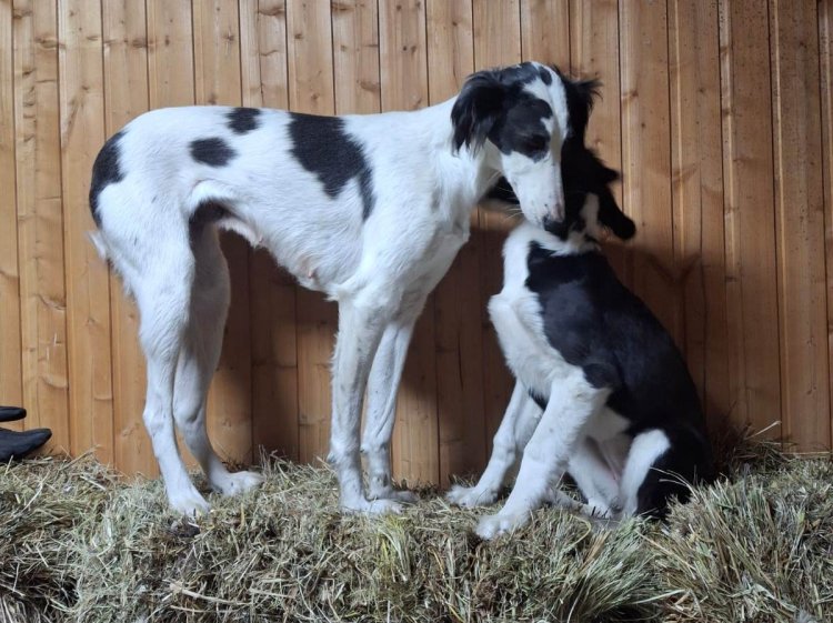 Павлодарские волонтёры беспокоятся за жизнь тазы среди бездомных собак