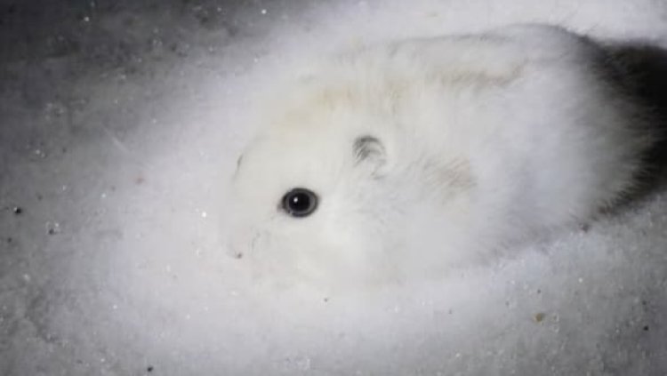 Белоснежный страж степи: джунгарский хомячок показался в павлодарском резервате