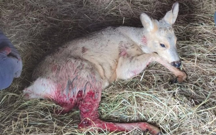 Павлодарда жараланған елік құтқарылды