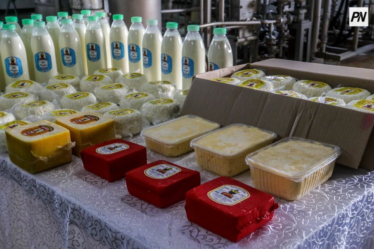 Успенде сүт зауыты жылына жүз тоннадан астам сүт өңдейді