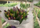 Павлодарец вырастил шесть тысяч тюльпанов у себя дома