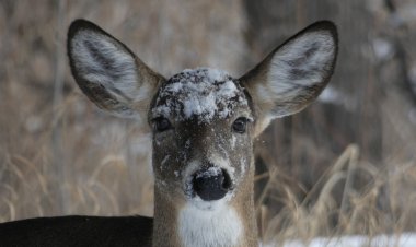 Чек-лист: павлодарлықтар жабайы жануарларды кездестіргенде не істеу керек?