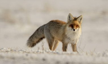 «Ертіс орманы» резерватында түлкі пайда болды