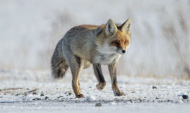 В Павлодарской области встретили грациозную обитательницу леса