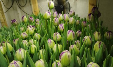 Көктемнің сәні: Павлодарлық жігіт үйінде алты мың қызғалдақ өсірді