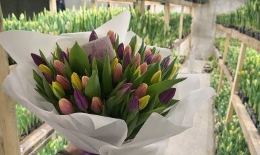 Павлодарец вырастил шесть тысяч тюльпанов у себя дома