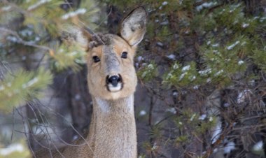 «Ертіс орманында» сібір елігі объективке түсті
