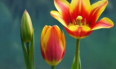 Аққулыда жас мобилографтың жеке фотокөрмесі ашылды