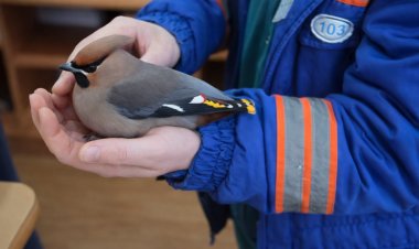 Павлодарлық орманшылар жараланған құсты емдеді