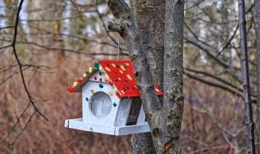 Павлодарлық жастар құстарға арнап ұя жасауда