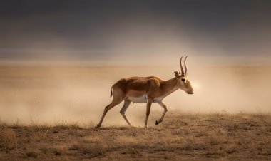 Павлодар облысында желмен жарысқан киіктер бейнежазбаға түсті