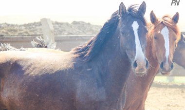 В Павлодаре прокат лошадей возьмут на особый контроль