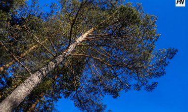 «Ертіс орманы» демалушыларды қабылдауға дайын