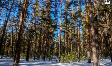 В Северо-Казахстанской области построят деревообрабатывающий завод