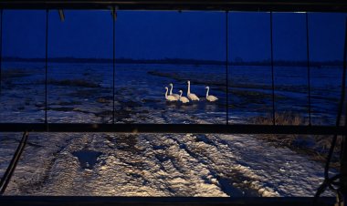 К тёплой весне: в Павлодарскую область прилетели лебеди