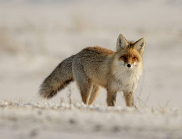 «Ертіс орманы» резерватында түлкі пайда болды