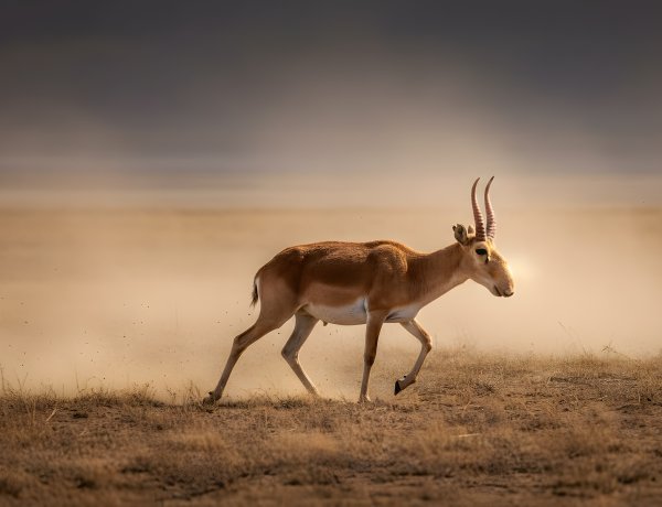 Павлодар облысында желмен жарысқан киіктер бейнежазбаға түсті