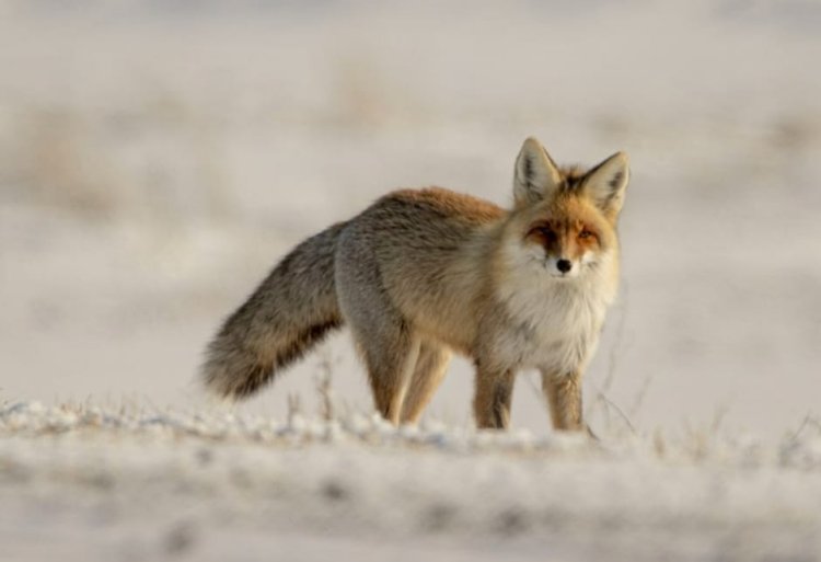 «Ертіс орманы» резерватында түлкі пайда болды