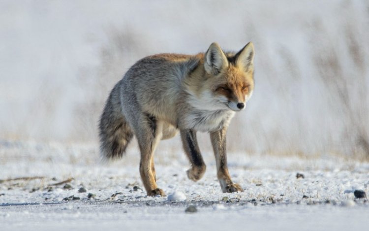 В Павлодарской области встретили грациозную обитательницу леса