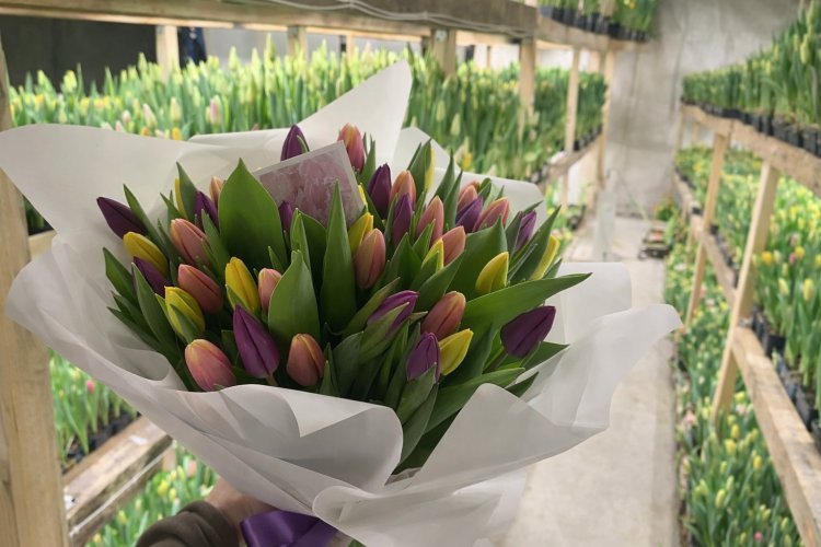 Павлодарец вырастил шесть тысяч тюльпанов у себя дома