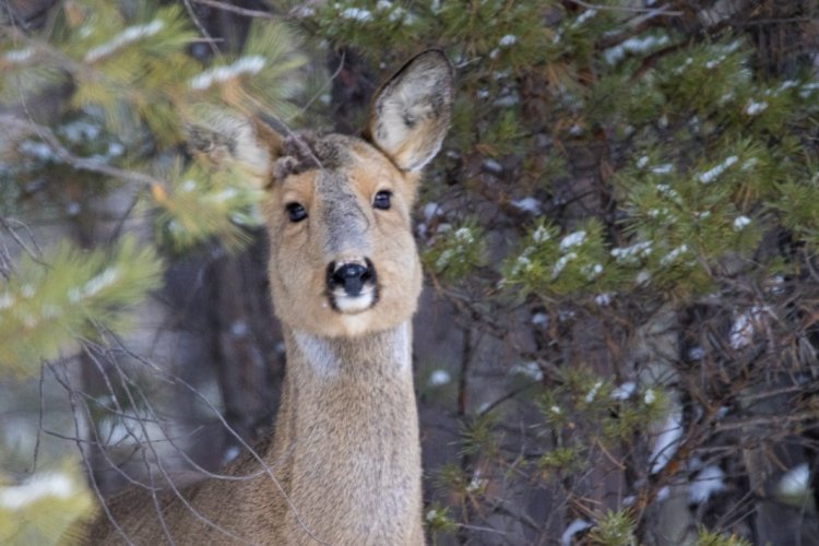 «Ертіс орманында» сібір елігі объективке түсті