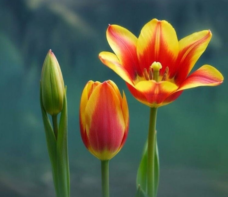 Аққулыда жас мобилографтың жеке фотокөрмесі ашылды