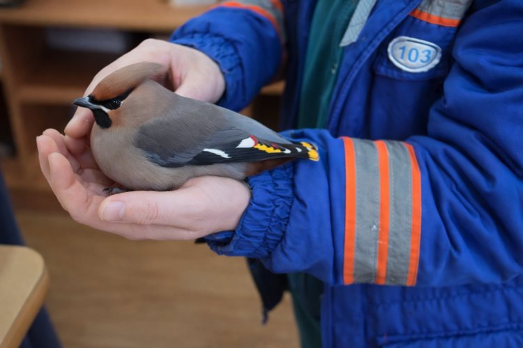 Павлодарлық орманшылар жараланған құсты емдеді