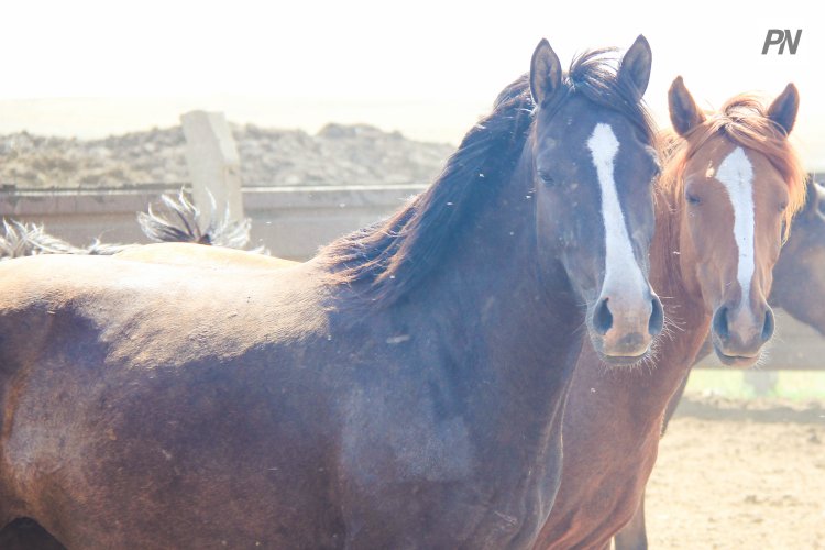В Павлодаре прокат лошадей возьмут на особый контроль