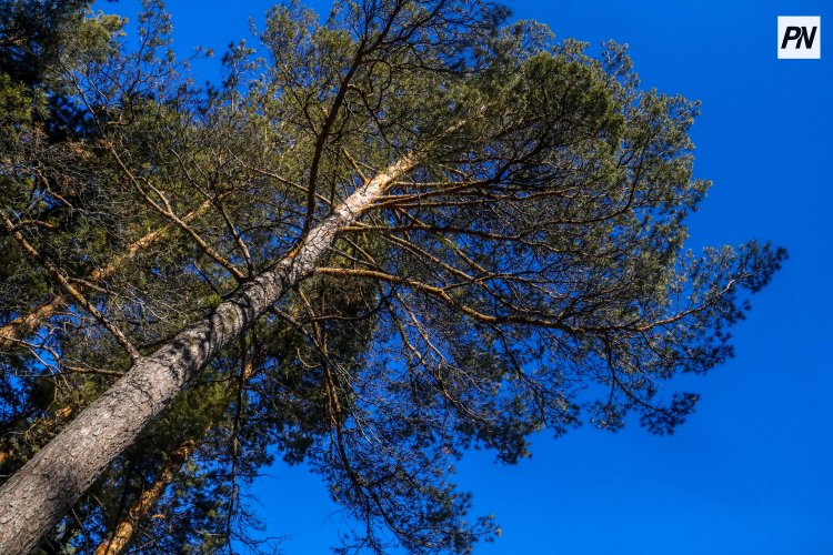 «Ертіс орманы» демалушыларды қабылдауға дайын