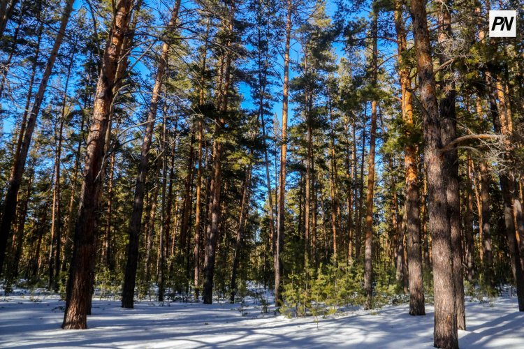 В Северо-Казахстанской области построят деревообрабатывающий завод