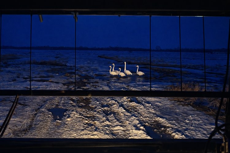 К тёплой весне: в Павлодарскую область прилетели лебеди