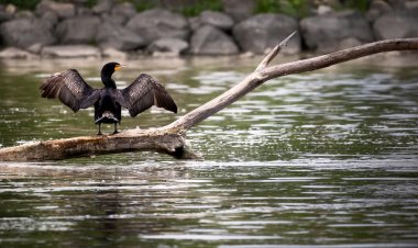 Павлодар облысында суқұзғындардың популяциясын реттеудің жаңа тәсілі қолданылады