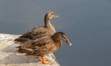 Павлодар облысында көктемде қандай құстарды аулауға болады?