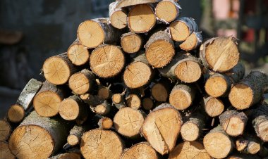 Солтүстік Қазақстан облысында ағаш өңдеу зауыты салынады