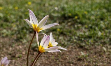 Манящее цветение: зачем павлодарцы едут в Баянаул весной