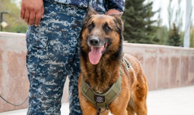 Павлодарда ауыр қылмыстарды ашуда кинологтардың  еңбегі зор